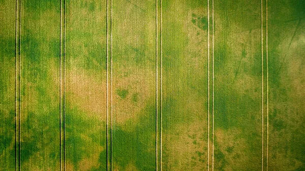 Top view of a green dried field, aerial view — Stock Photo, Image