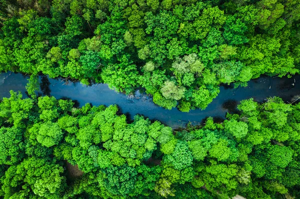 Bosque verde y río en el parque nacional de Tuchola, vista aérea —  Fotos de Stock