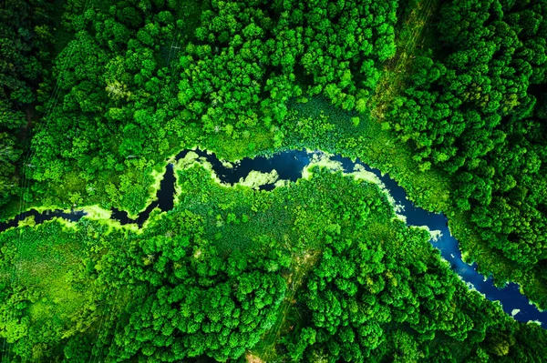 Удивительные цветущие водоросли на реке летом, летят выше — стоковое фото