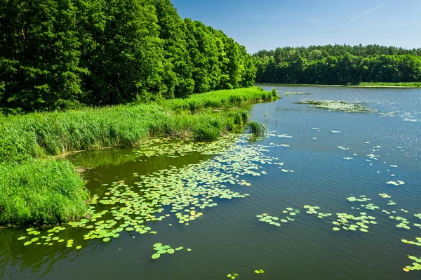 Seltsame Grünalgen auf dem See im Sommer, fliegen über — Stockfoto