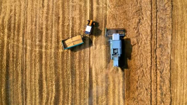 Vista aérea do campo de colheita de colheitadeiras na Polónia — Vídeo de Stock