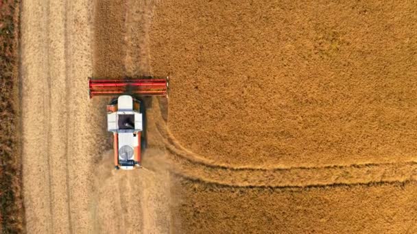 Vista dall'alto della mietitrice rossa raccolta semi, vista aerea — Video Stock