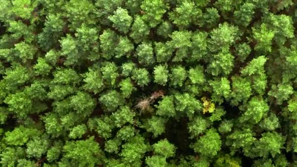 Top down weergave van wuivende bomen op wind in de zomer — Stockvideo