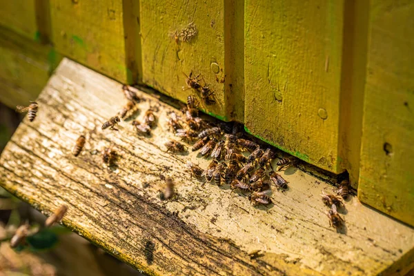 Ekologiczna pasieka pełna pszczół w ogrodzie letnim — Zdjęcie stockowe