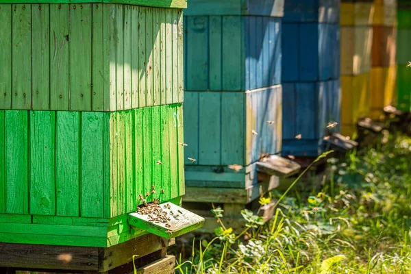 Stupi de lemn în ziua însorită de vară, Polonia — Fotografie, imagine de stoc