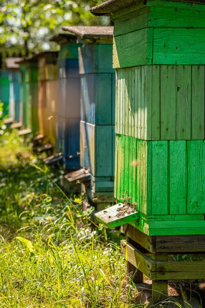 Drewniane uli pełne pszczół w ogrodzie letnim — Zdjęcie stockowe