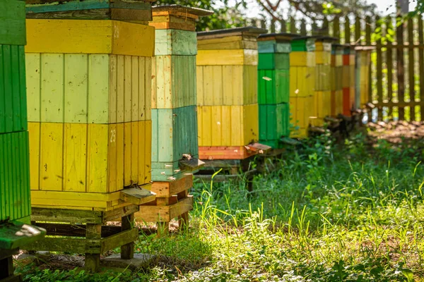 Alte Bienenstöcke im Sommer sonniger Tag, Polen — Stockfoto