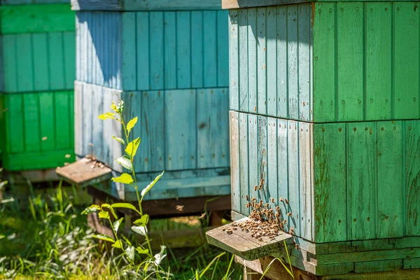 Vecchio apiario pieno di api nel giardino estivo — Foto Stock