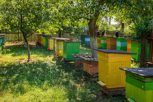 Aveari colorati nel giardino estivo, Europa — Foto Stock