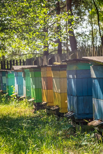 Colorato apiario pieno di api nel giardino estivo — Foto Stock