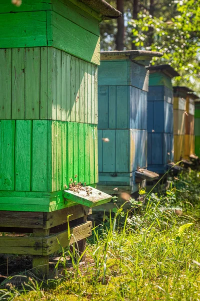 Colmenar hecho a mano en el campo, Polonia en verano — Foto de Stock