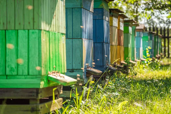 Apiario di legno con api in campagna, Polonia — Foto Stock