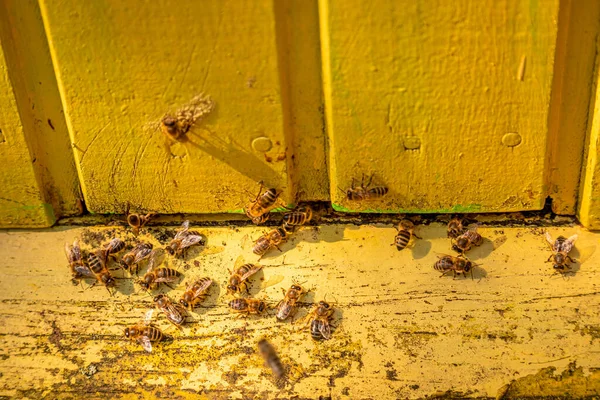 Velho apiário com abelhas no campo, Polônia — Fotografia de Stock