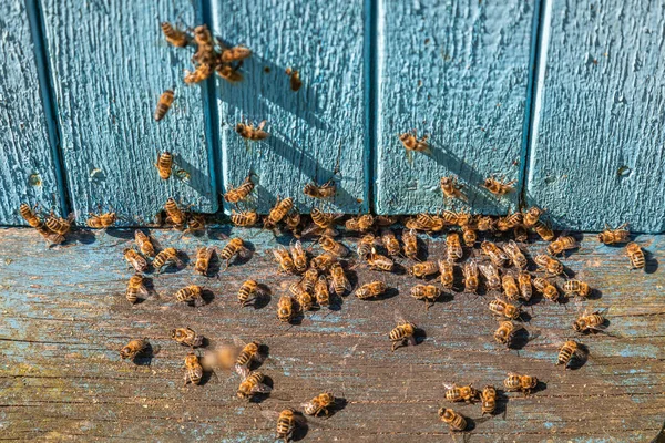 Fa méhkaptárak vidéken, Lengyelország nyáron — Stock Fotó