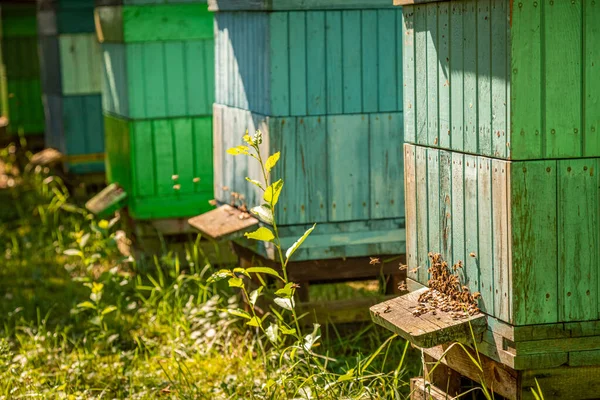 Apiario colorato nel giardino estivo, Europa — Foto Stock