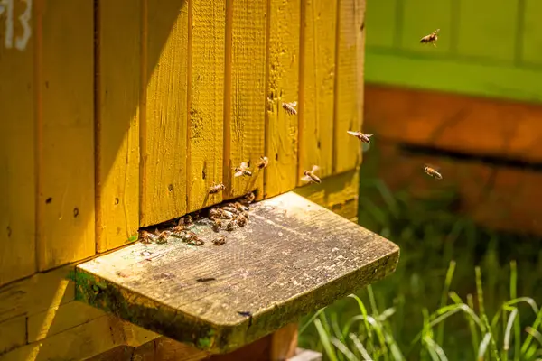 Aveari colorati in campagna, Polonia in estate — Foto Stock