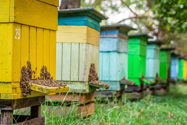 Colmenas ecológicas con abejas, verano en el campo —  Fotos de Stock