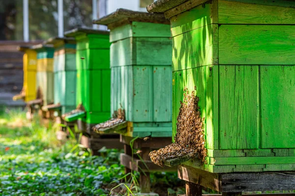 Apiario colorato con api in campagna, Polonia — Foto Stock