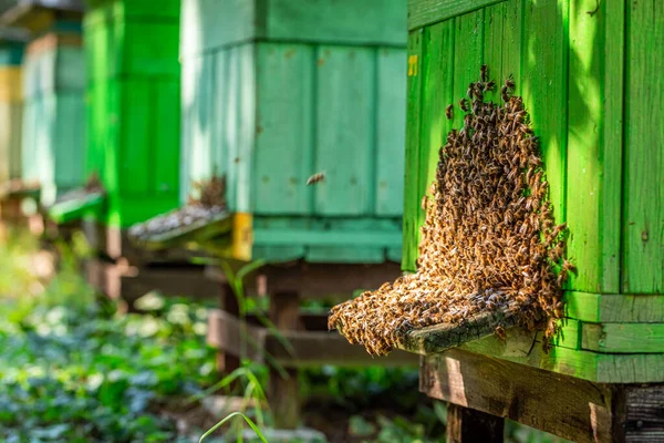 Régi méhészet méhekkel, nyár vidéken — Stock Fotó