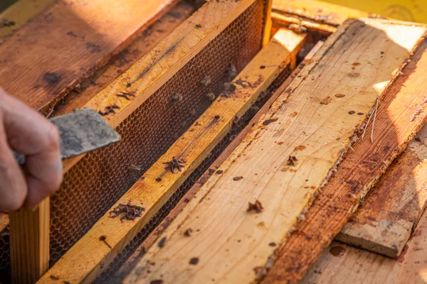 Tomando o quadro com mel da colmeia durante a colheita — Fotografia de Stock