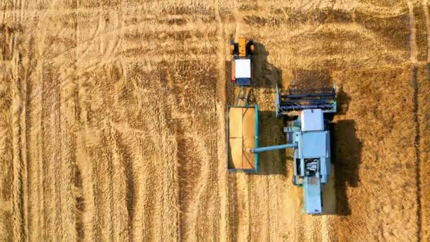 Vue aérienne du champ de blé mûr doré de récolte combinée, Pologne — Video
