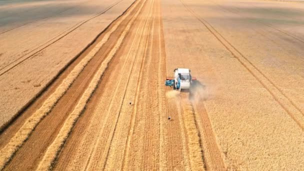 Colheitadeira trabalhando no campo de trigo no verão, Polônia — Vídeo de Stock