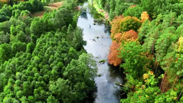 Αεροφωτογραφία του ποταμού στο δάσος φθινόπωρο, εναέρια άποψη — Αρχείο Βίντεο