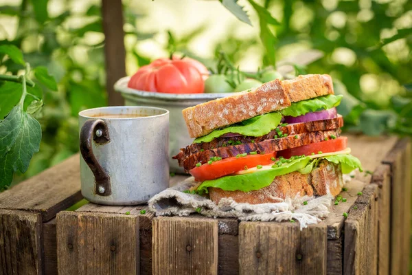 Бутерброд з помідорами, шинкою та сиром в літній теплиці — стокове фото
