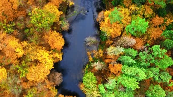 Fluss und bunter Wald im Herbst, Luftaufnahme — Stockvideo