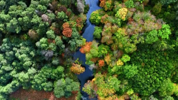 Vista superior del río y bosque de otoño, vista aérea — Vídeos de Stock