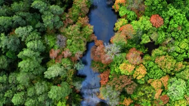 Blå Flod Och Höst Skog Flygfoto — Stockvideo