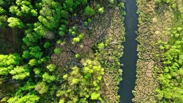 Blick von oben auf Fluss und grünen Wald in Polen — Stockvideo