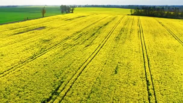 Vliegen boven gele verkrachtingsvelden in Polen, Europa — Stockvideo