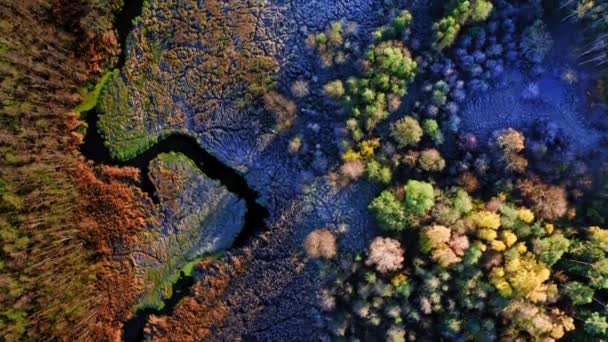 Blick von oben auf bunte Sümpfe im Herbst, Polen — Stockvideo