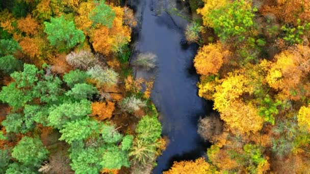 Top kilátás őszi folyó és erdő, Lengyelország — Stock videók