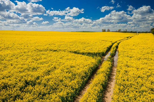 Luftaufnahme Von Gelben Rapsfeldern Und Blauem Himmel — Stockfoto