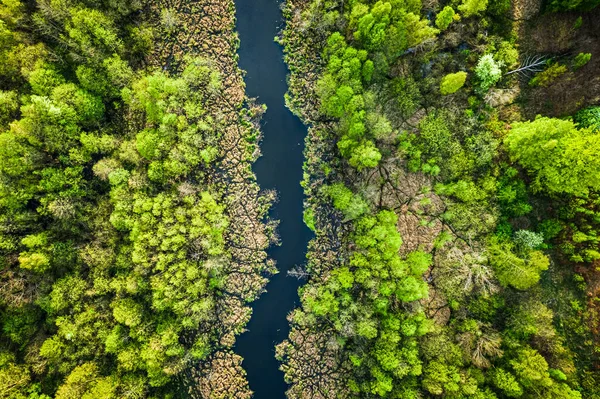 Vista Superior Del Río Bosque Verde Polonia —  Fotos de Stock