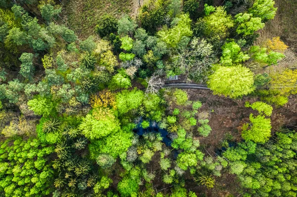 Vue Dessus Des Arbres Verts Début Printemps Pologne — Photo