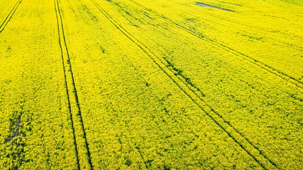 Flying Yellow Rape Fields Poland Europe — Stock Photo, Image