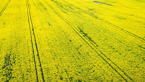 Voando Acima Campos Estupro Amarelo Polônia Europa — Fotografia de Stock