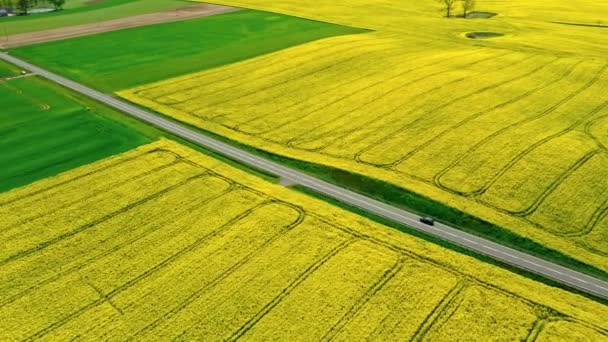 Droga między żółtymi i zielonymi polami rzepaku, widok z lotu ptaka — Wideo stockowe