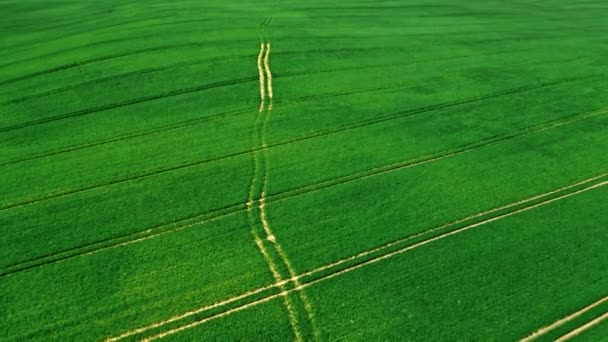 Вид с воздуха на потрясающее зеленое поле весной, Польша — стоковое видео