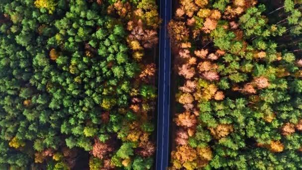 Vista dall'alto della foresta multicolore autunnale e della strada nera — Video Stock