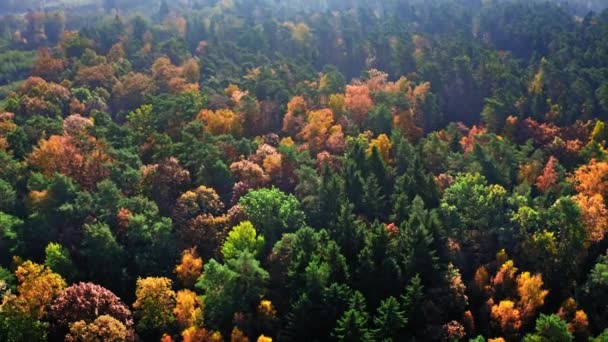 Flygfoto av skog i höst i Polen — Stockvideo
