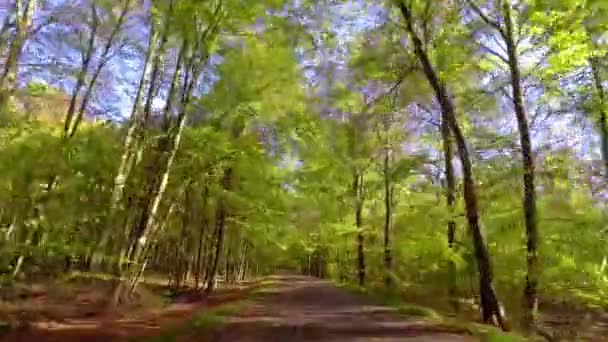 Guidare su strada asfaltata attraverso la foresta autunnale in Polonia — Video Stock