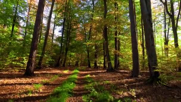 Spacer po lesie jesienią o wschodzie słońca, Polska — Wideo stockowe