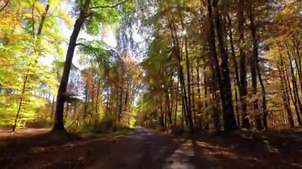 Conduciendo a través del bosque amarillo de otoño en un día soleado, Polonia — Vídeos de Stock