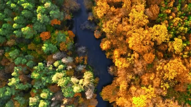 Vue aérienne de la forêt à l'automne au lever du soleil, Pologne — Video