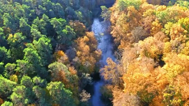 Geel en groen bos in de herfst, vanuit de lucht — Stockvideo