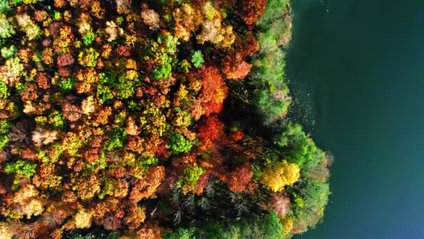 Vista de arriba hacia abajo del bosque otoñal multicolor, Polonia — Vídeo de stock